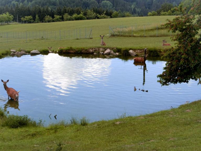 Hirsche + junge Enten im Teich v.Ferienhof